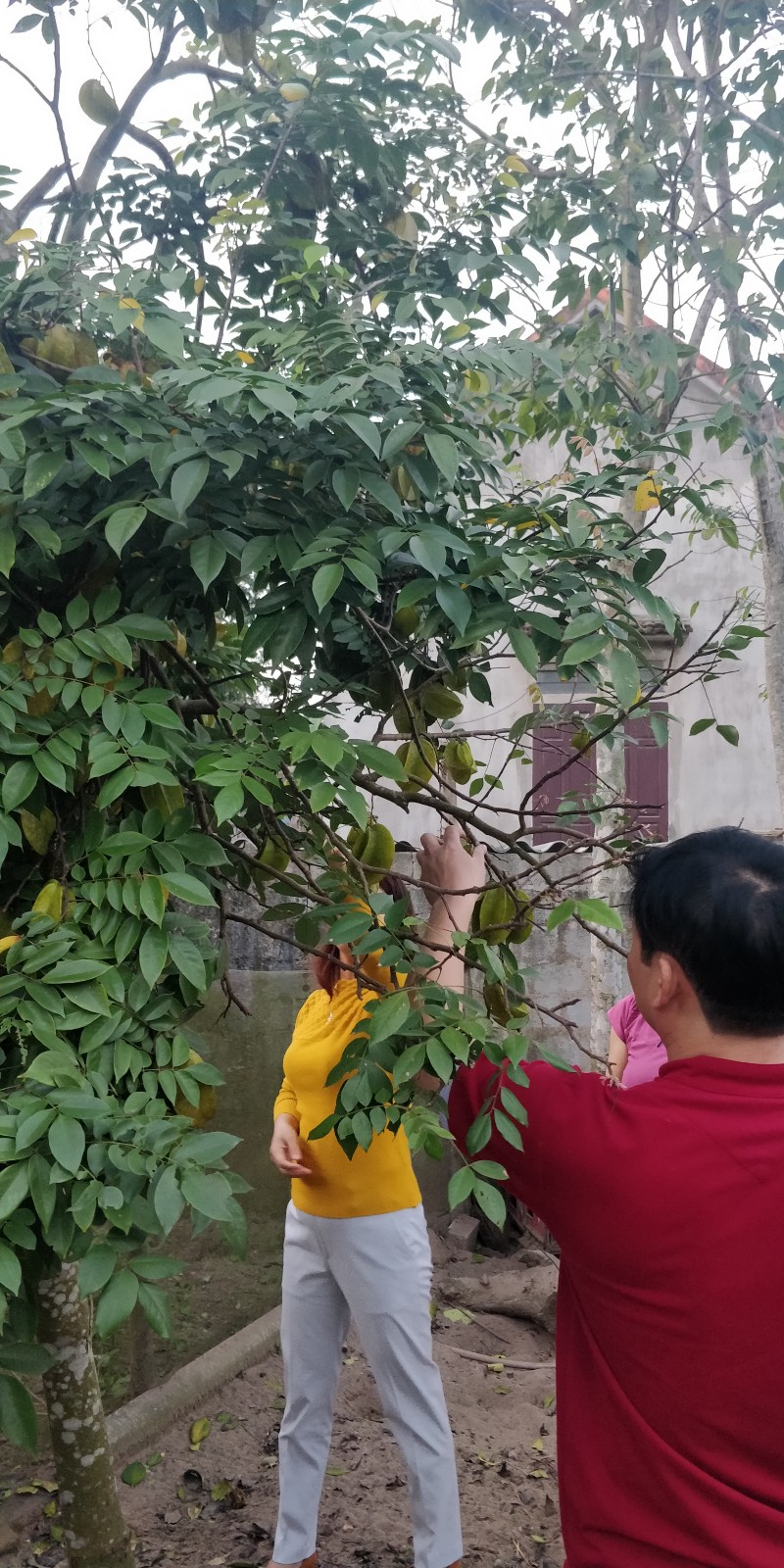 Star fruit tree at a friend’s home