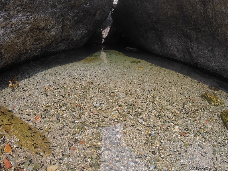 Beautiful pond with tadpoles and fish