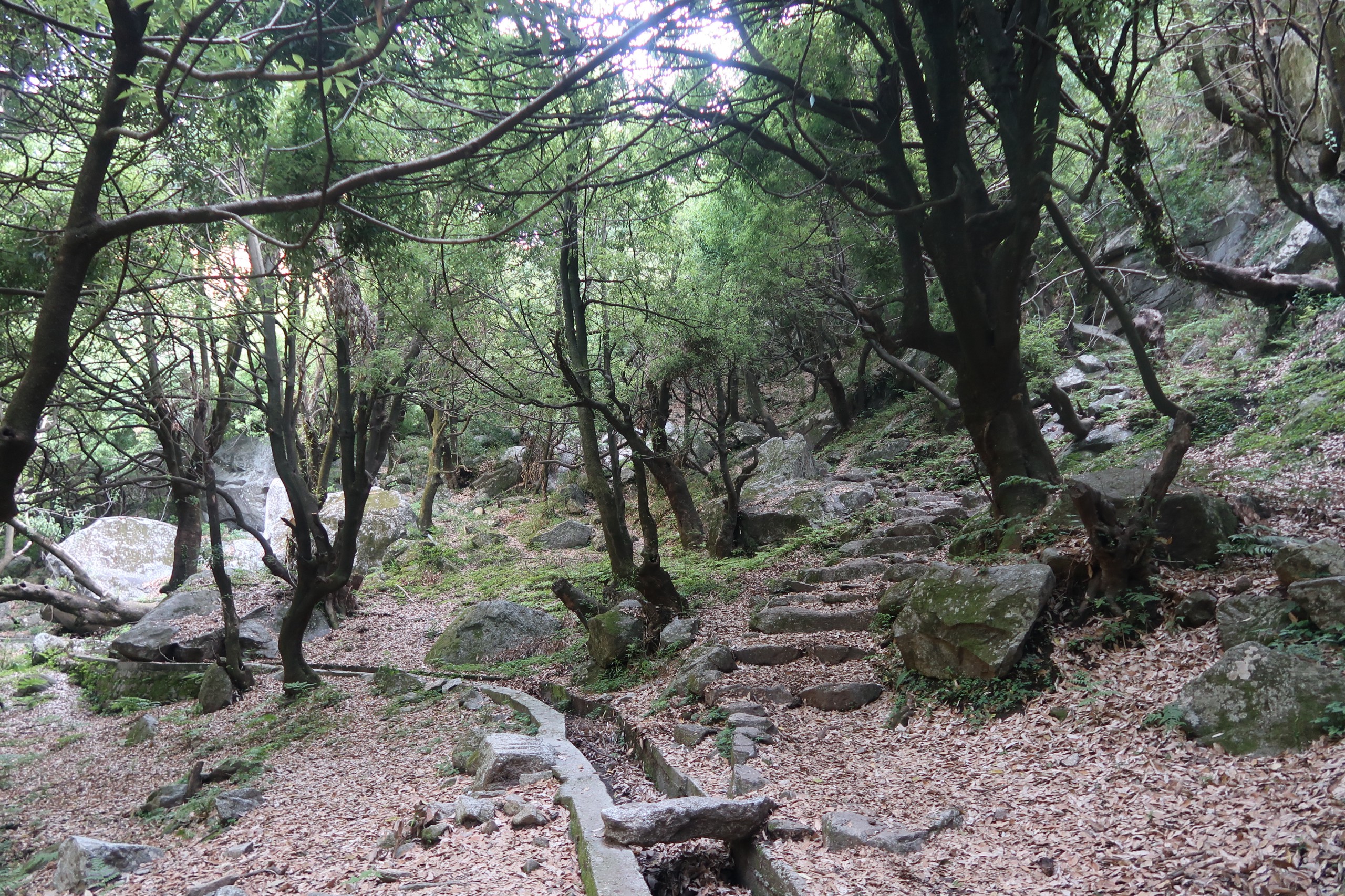 Trail through the woods 