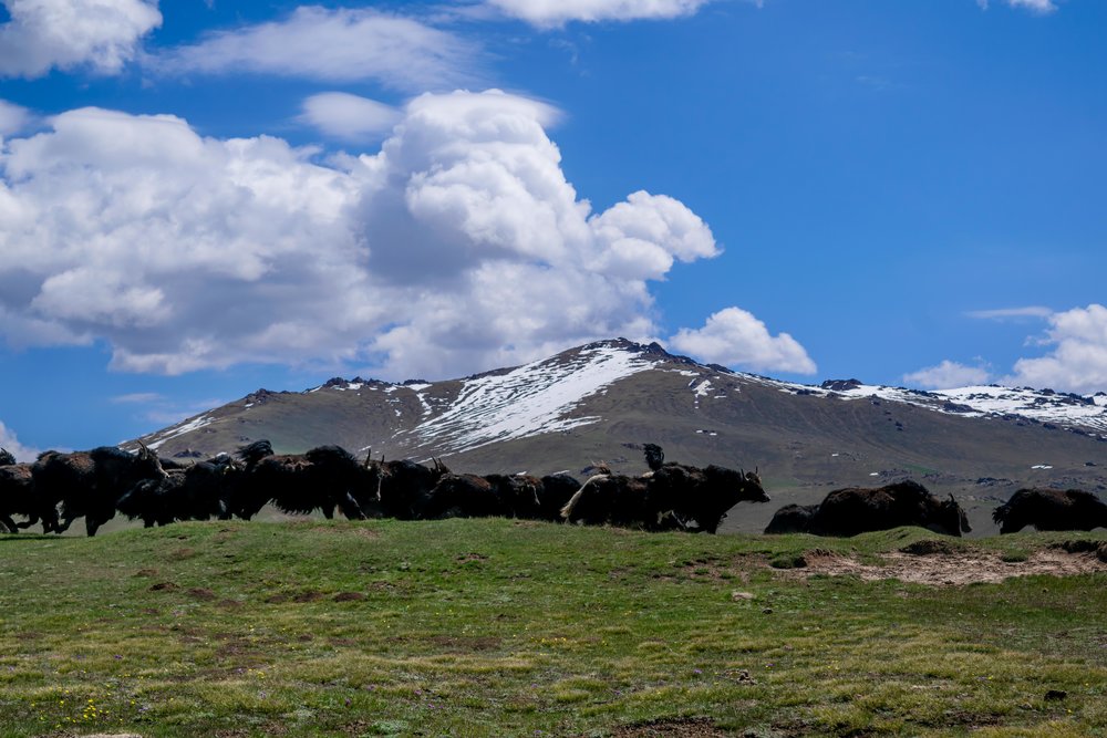 Herd of Yaks on the Way