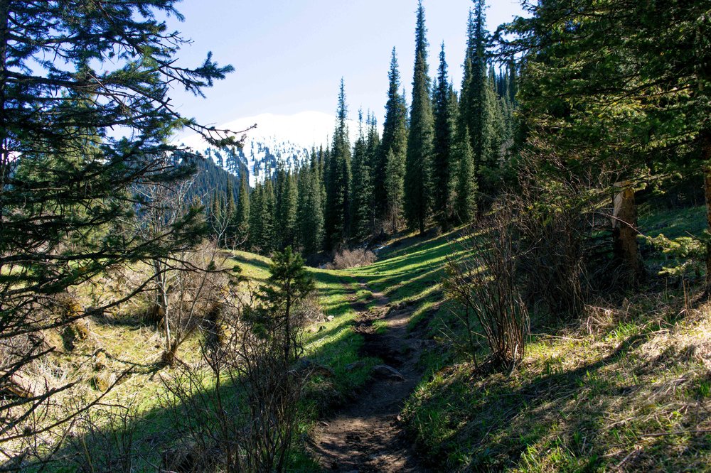 Hike through the Forest